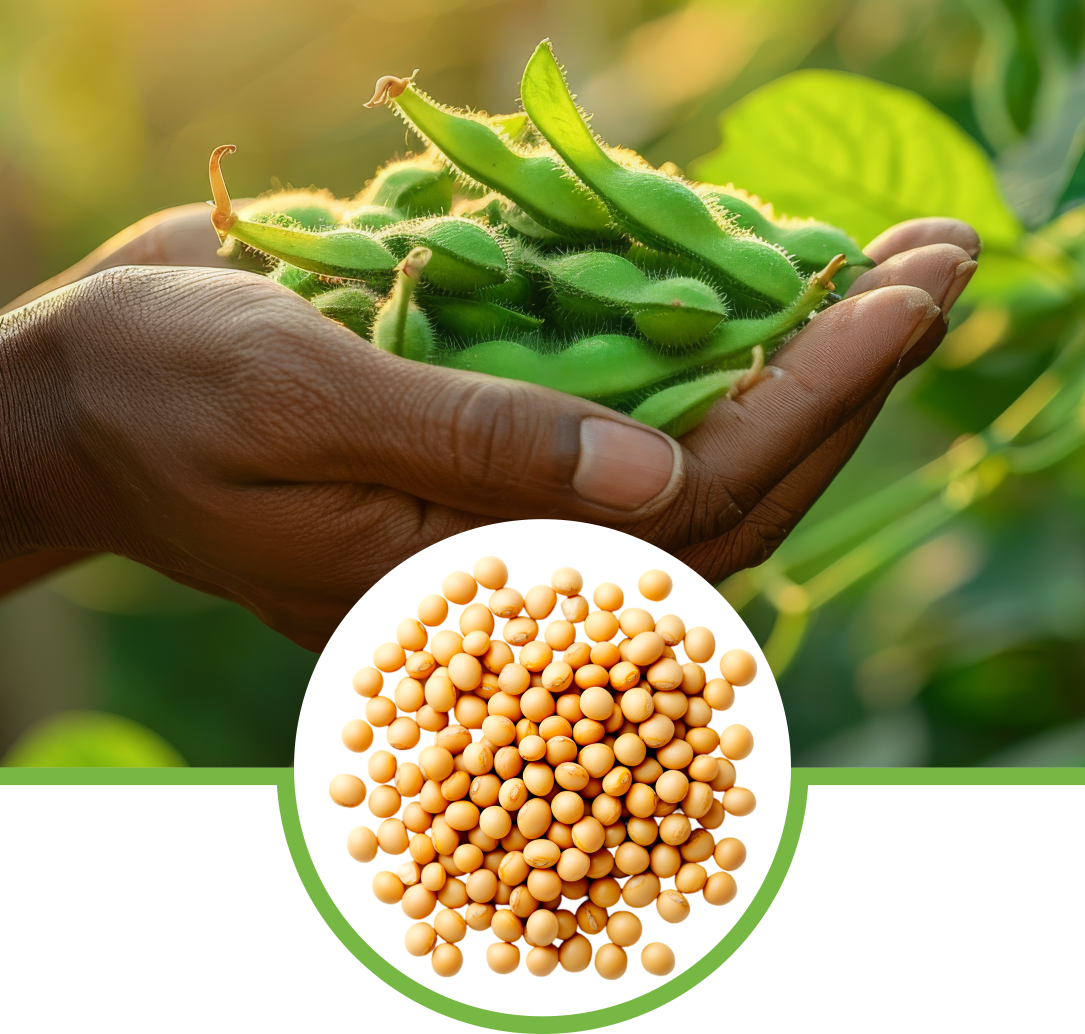 Soyabean